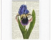 Iris vintage artwork - printed on page from old dictionary