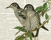 Nutcracker - 18oo's Spotted Nutcracker artwork printed on page from old dictionary