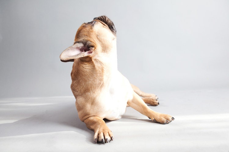 french bulldog (dog photography) - susansabophotography