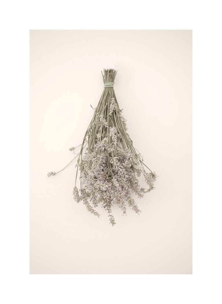 Lavender art - Fine art photography print - Floral photography art - 6,7 x 10
