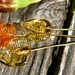 Leaf Wires, Simply Lampwork by Nancy Gant SRA G55