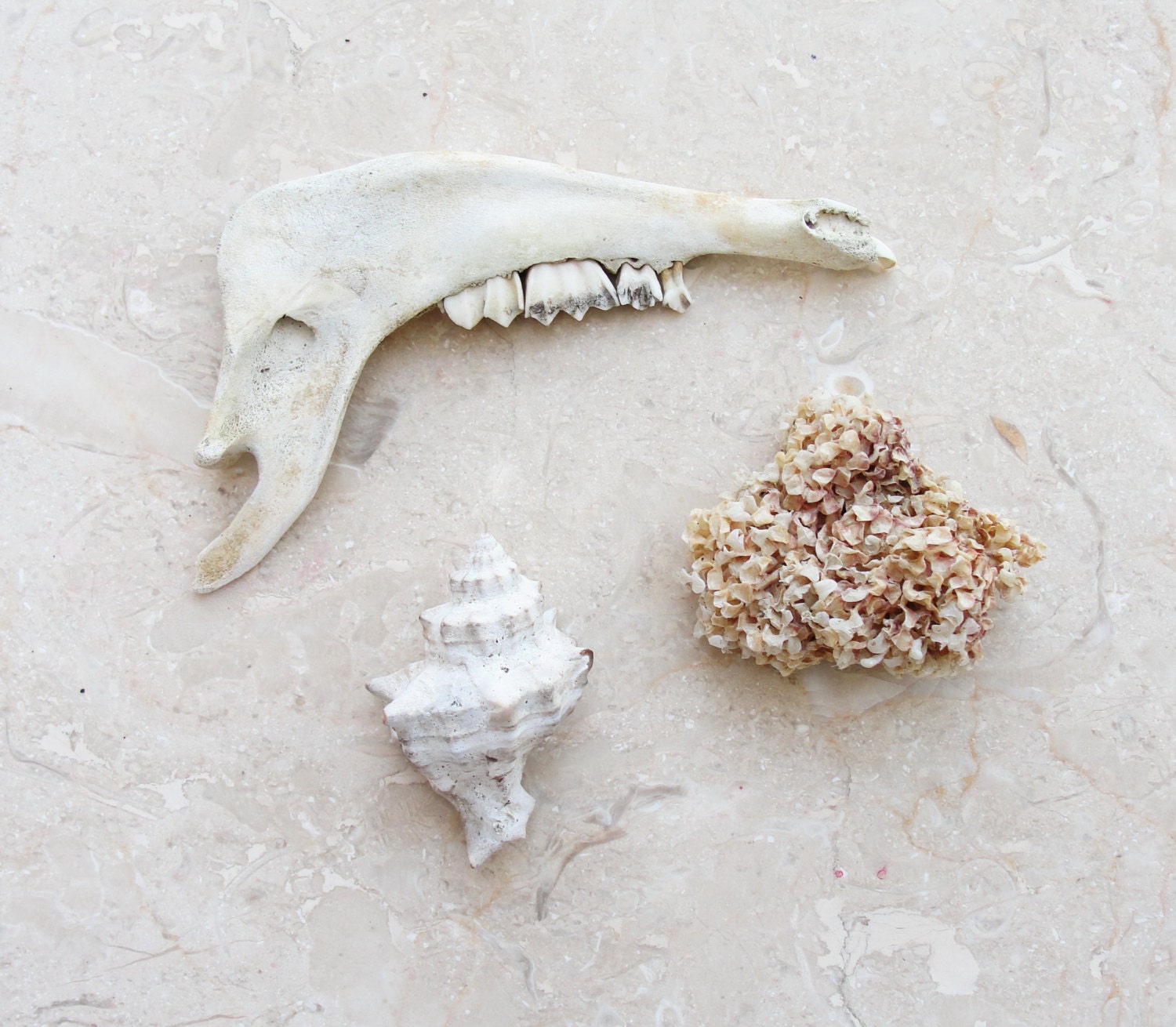 Curio Collection Teeth Seaweed Seashell