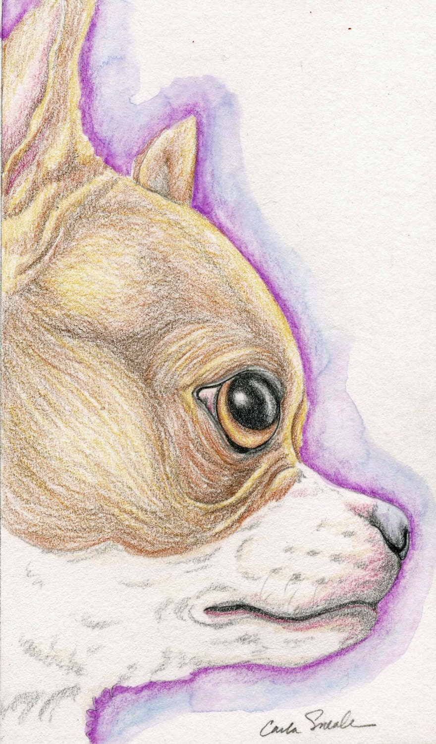 Boxer Original Pencil Drawing Dog Art-Carla Smale