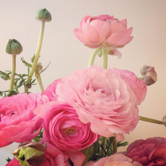 Nature Photograph, Ranunulus in Pink, 5x5 Print, Shabby Chic, Flower Photo, Fine Art Photography