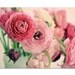 Pink Ranunculus Bouqet Photograph, 8x10 Flower Print, Romantic Flower Photo, Nature Photography