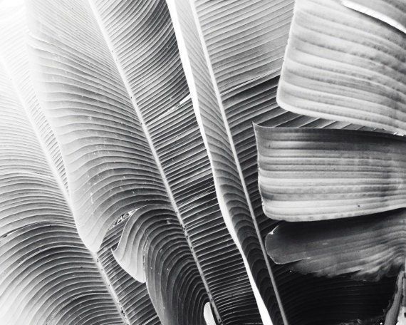 Black and white photograph - Leaves lines abstract botanical art - modern wall art - nature - gray photograph - 8x10 Lush leaves