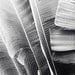 Black and white photograph - Leaves lines abstract botanical art - modern wall art - nature - gray photograph - 8x10 Lush leaves