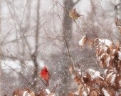 Birds cardinals red couple two trees branches 8x10 - Winter Birds