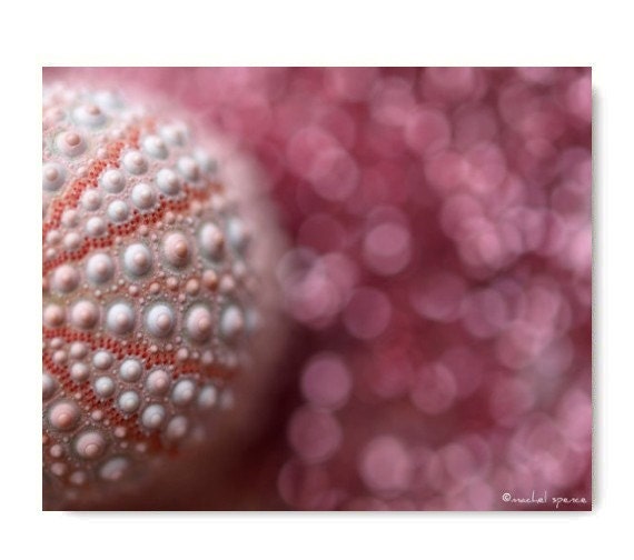 Pink Urchin Photograph Art Print 11X14...Affordable Home Photography Prints Nature Photography Decor Sea Theme Water Sea Urchin