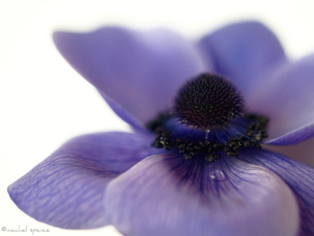 Purple Poppy 11X14 Purple Flower Photograph Botany Print Flower Photography Sweet Things Purple