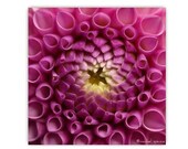 Chrysanthemum Print Pink 10X10 Nature Flower Woodland Forest Affordable Art Fairy Yellow Pink Light Fractal Nature Photography