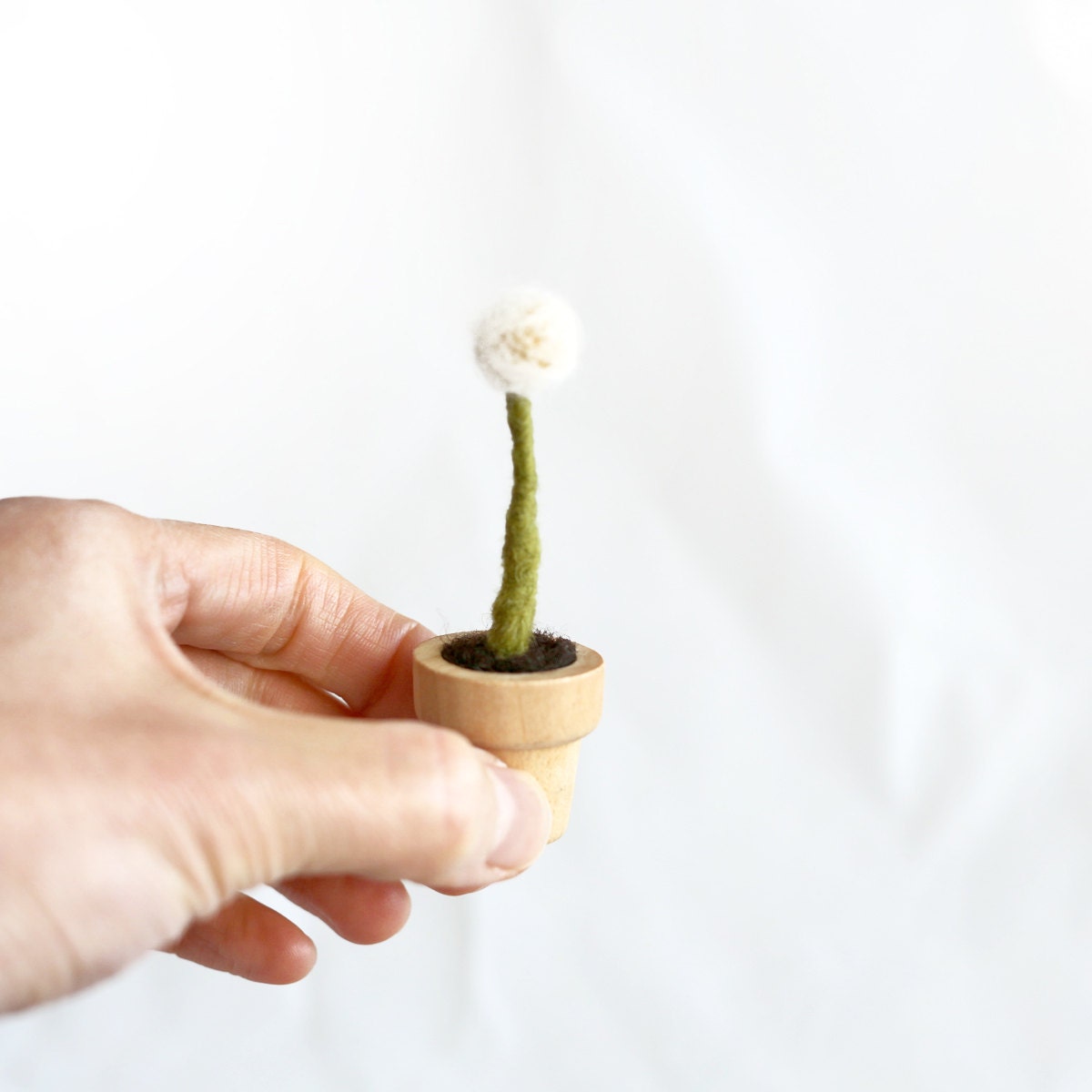 taraxacum officinale