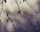 Dreamy print of late fall, winter bare branches photograph, leftover leaves, rain drops, purple and gray, 10x15"