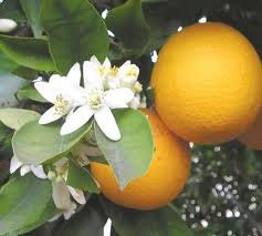 Neroli Night Cream New Vegan Friendly Formula 2 Ounces