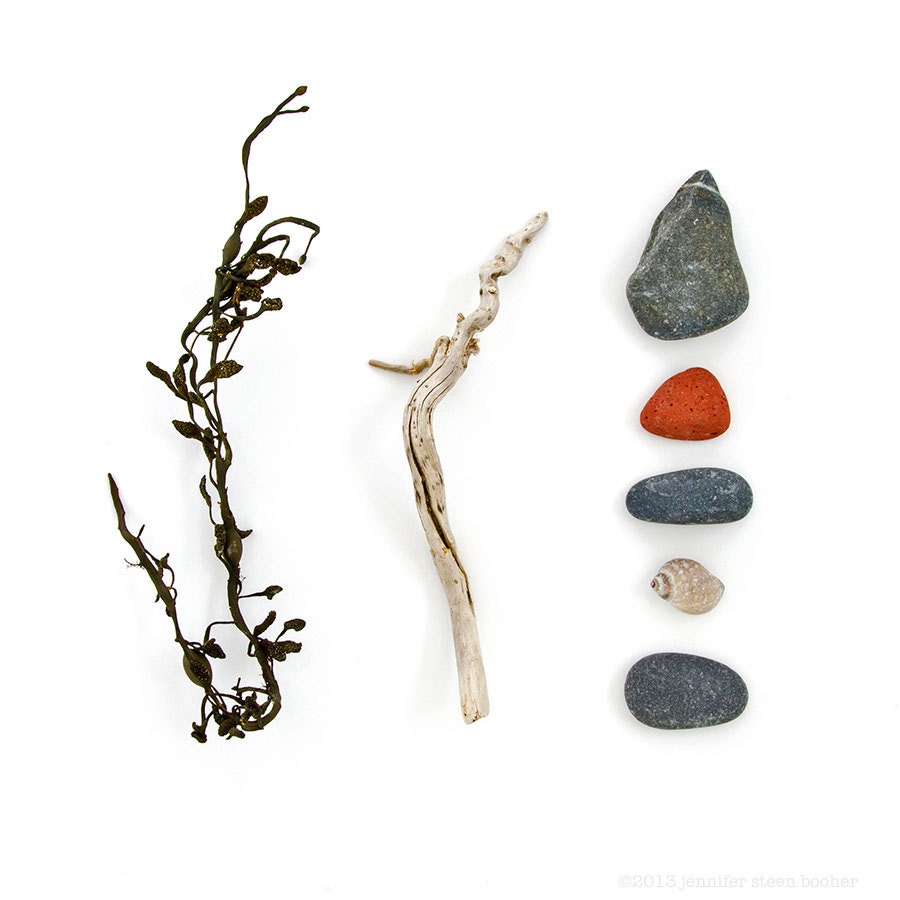 Beachcombing series No.31 - 12x12   photograph - seaweed, driftwood, beach stones, whelk shell