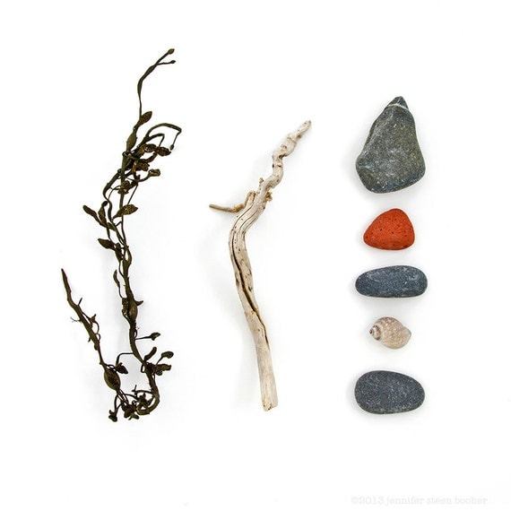 Beachcombing series No.31 - 12x12 photograph - seaweed, driftwood, beach stones, whelk shell