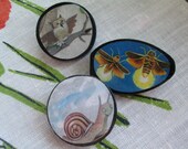 Owl Snail Firefly pin set