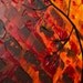 72" Contemporary Landscape Painting Heavy Texture Painting Impasto Gallery Wrap canvas Palette Knife Tree Decor Birds "Over the Rainbow"