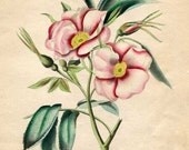 Antique Hand Colored Victorian Botanical Print Wild Rose in Pinks, 1880's