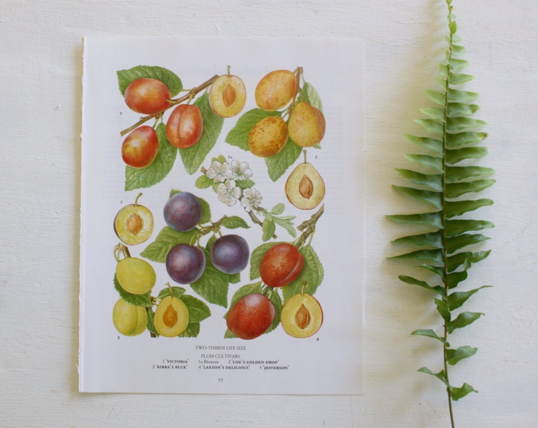 Vintage Botanical Print  - Plums  - 1973 - Herbs