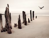 Seaside - Creamy,  Color Photograph of Tranquil Seashore, Seagull Nature Fine Art Photography Print Free Shipping.