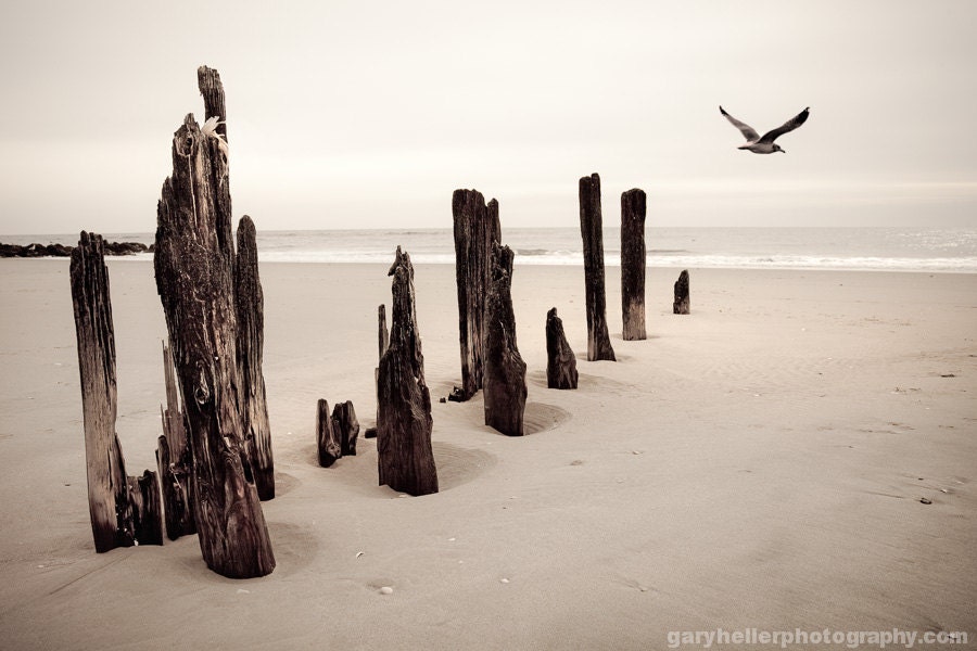 Seaside - Creamy, Color Photograph of Tranquil Seashore, Seagull Nature Fine Art Photography Print Free Shipping.