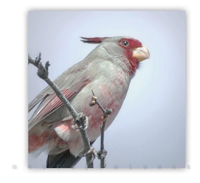 Bird Photo, Nature Photography, Desert Cardinal, Bird Art, Tucson Photo, 8x8