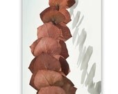 Eucalyptus, Fine Art Photograph, Botanical Art, Organic Art, Abstract Nature Art, Wall Decor, 8x12