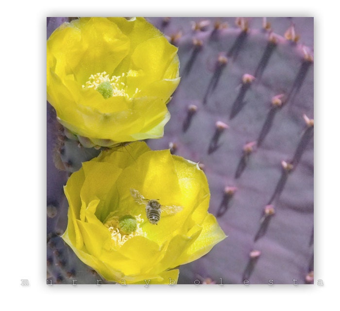 Cactus Photography, Fine Art Photography, Purple Prickly Pear, Desert Nature, Art Photo, 8x8