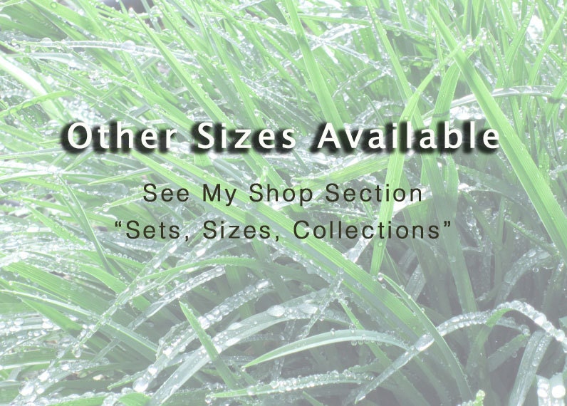 Winter Landscape Photography -Snowy Bliss -Minimalist Art -Cattail -Nature Photography -Home Decor -11x14 Colorado Fine Art Photograph