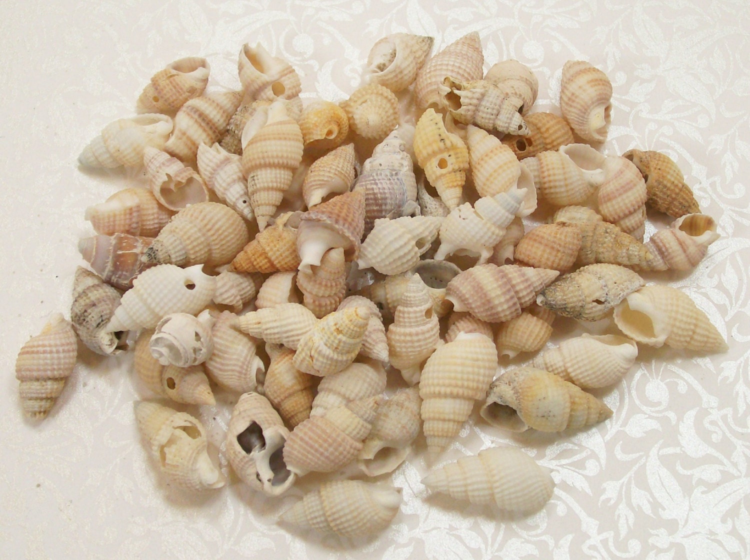 Sea Shells for Jewelry Making Scrap Booking Wire Wrapping Dollhouse Decorating Crafts Collage Art
