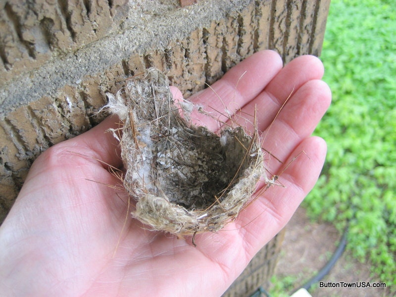 TINY Bird / Chic-a-dee / Wren / Nest /  weave study
