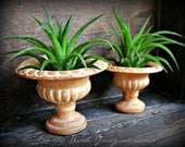 Air Plant Tillandsia Planter Containers for Mini Gardens & Terrariums