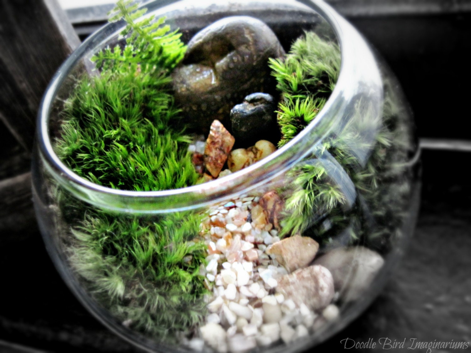 Miniature Terrarium Landscape in Glass Bowl: Garden In a Glass