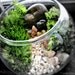 Miniature Terrarium Landscape in Glass Bowl: Garden In a Glass