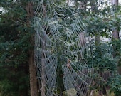 Photograph Spider Web  8 x 10 Nature Print