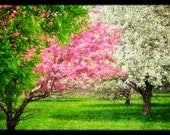 Textured botanical print - Spring Crabapples in Bloom - 8 x 12 Print