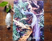 Slug Forest, 11" x 14" original mixed media artwork on paper