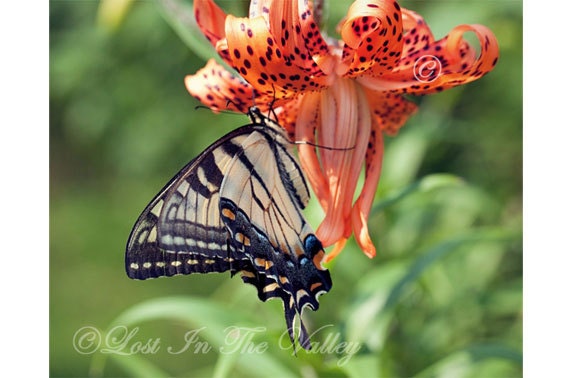 Swallowtail Butterfly Photo, Summer Photograph, Nature Print, Orange Lily, 8x10 Fine Art Photography, Cottage Chic, Floral Garden, Decor