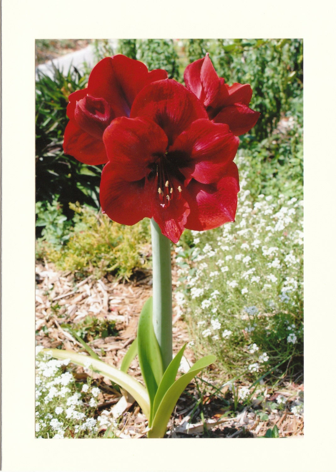Amaryllis Photo Note Card - Set of TEN