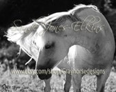 Iridescent, a beautiful white horse in the sunshine