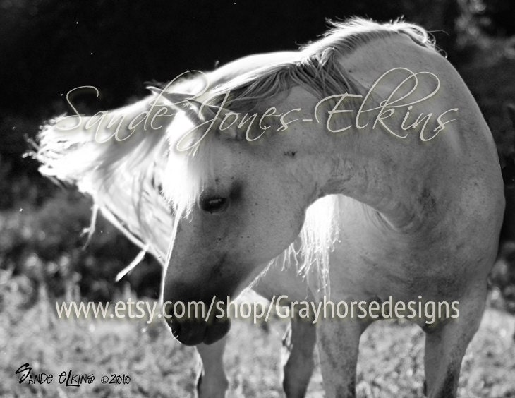 Iridescent, a beautiful white horse in the sunshine