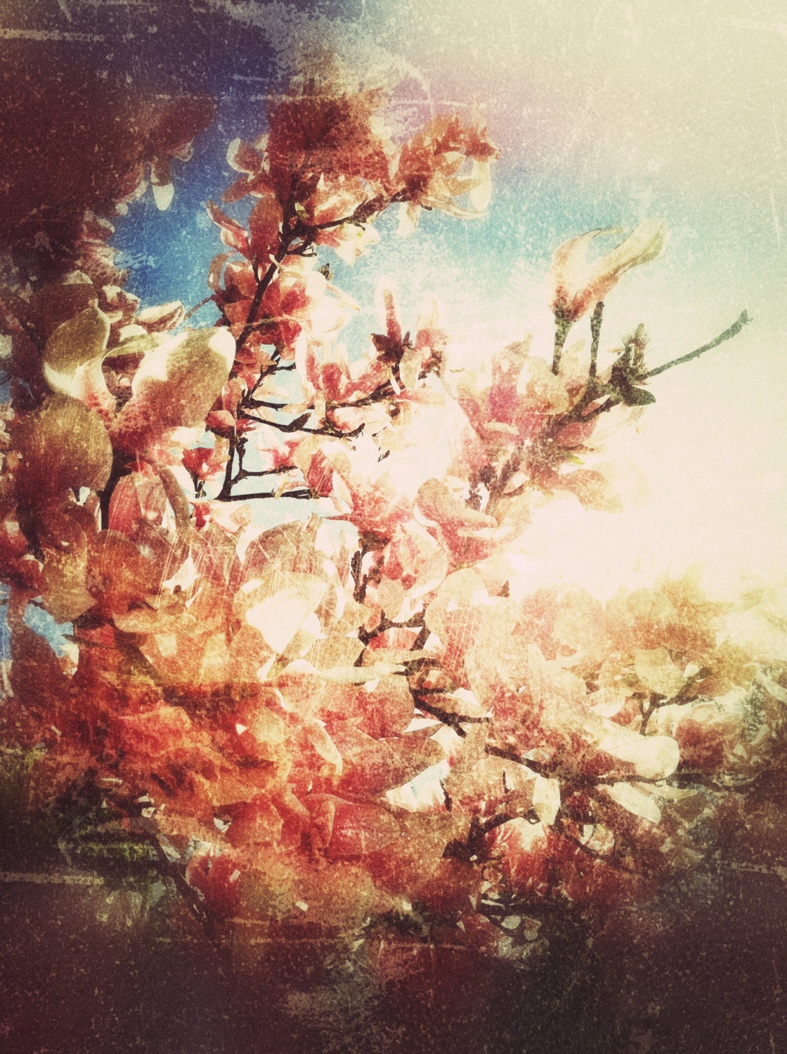 Pink Flowers in Bloom Vintage Style Fine Art Photograph