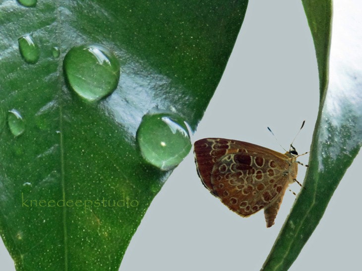Leaf and Moth photograph 8x10 fine art print rain nature original art by Knee Deep Originals
