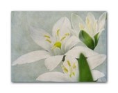 Botanical flowers photograph vintage look 8x10 white flowers on pale blue original fine art wall decor
