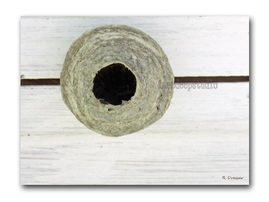 Natural Geometry photograph 8x10 fine art circle lines nature rustic nest ash grey mancave decor