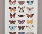 Butterflies of North America Print