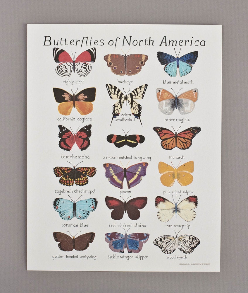 Butterflies of North America Print