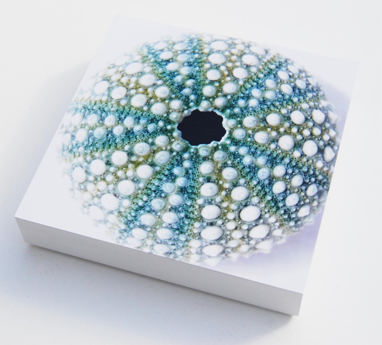 Photo block sea urchin shell print beach wall art