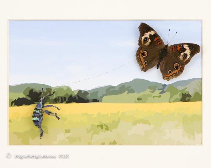 Go Fly a Kite Framed Insect Art Taxidermy